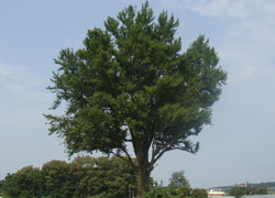 강릉-36 : 은행나무