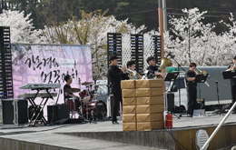 경포 벚꽃축제