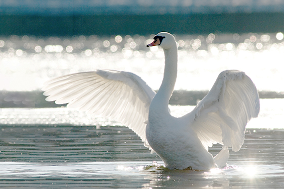 Tundra Swan