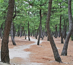 A Quiet Summer Story Told by the Sea